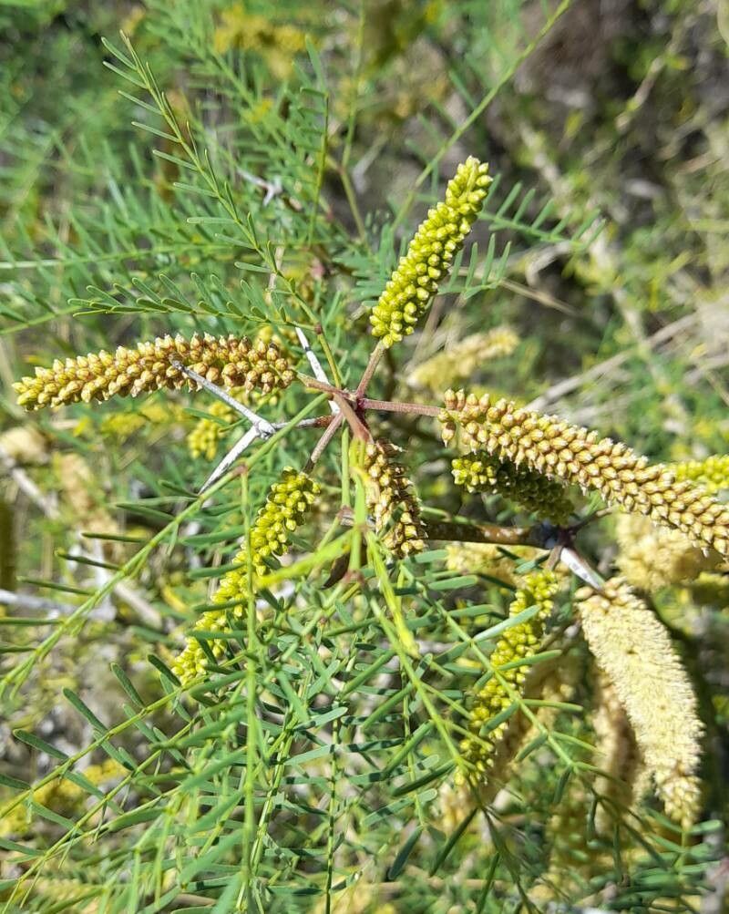 Prosopis alpataco flower