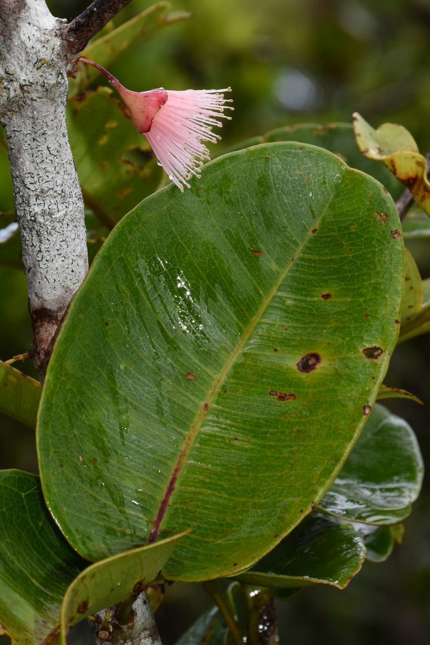 Syzygium commersonii — houseplant care guide