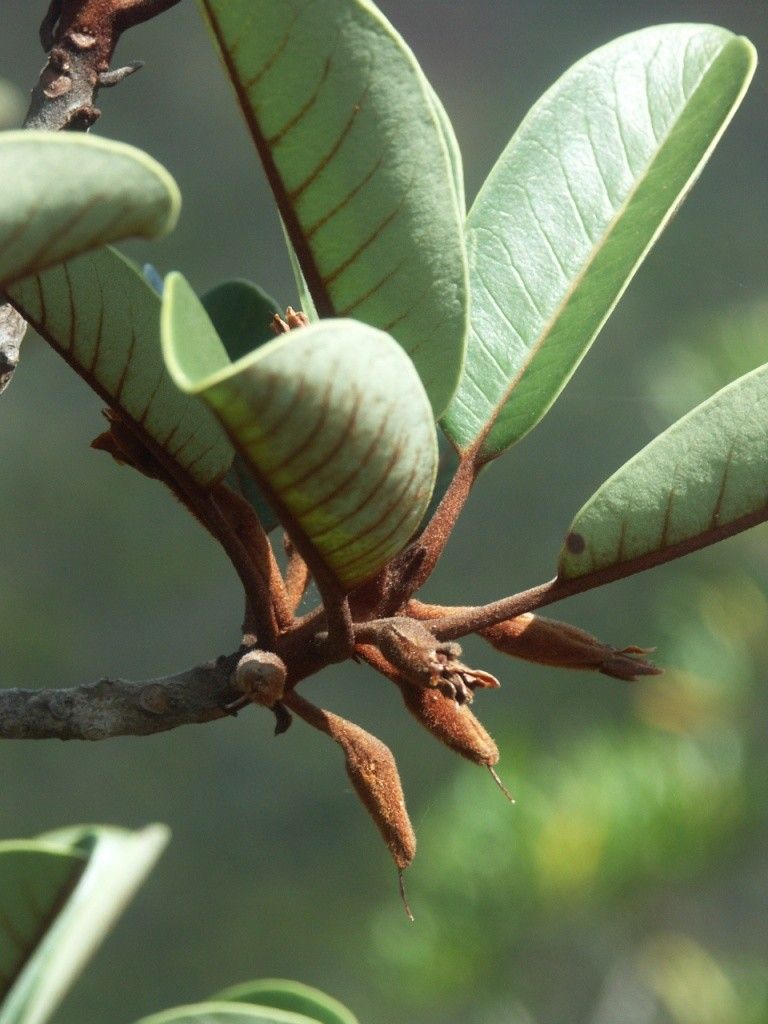 Pichonia grandiflora fruit