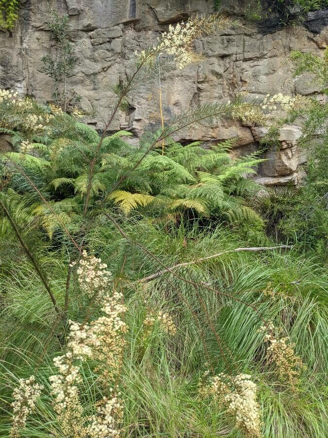 Acacia linifolia habit