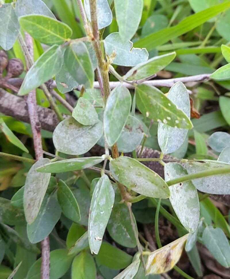 Macroptilium lathyroides — houseplant care guide