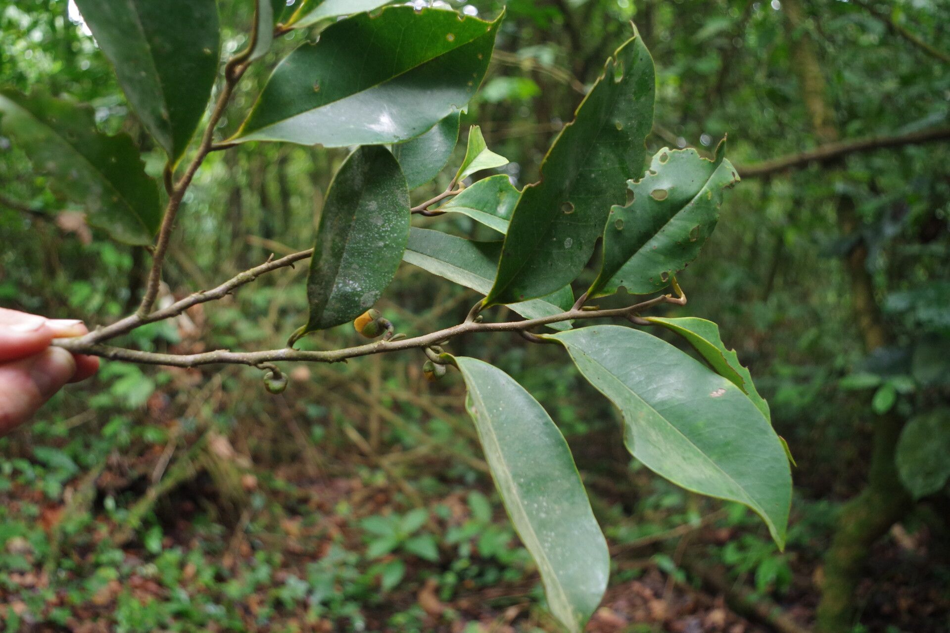 Xylopia africana leaf