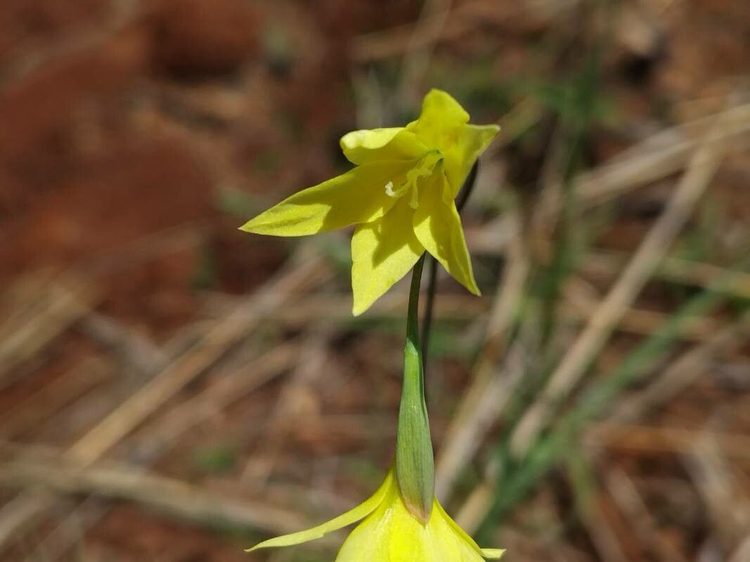 Gladiolus bojeri — search result for 'Gladiolus'