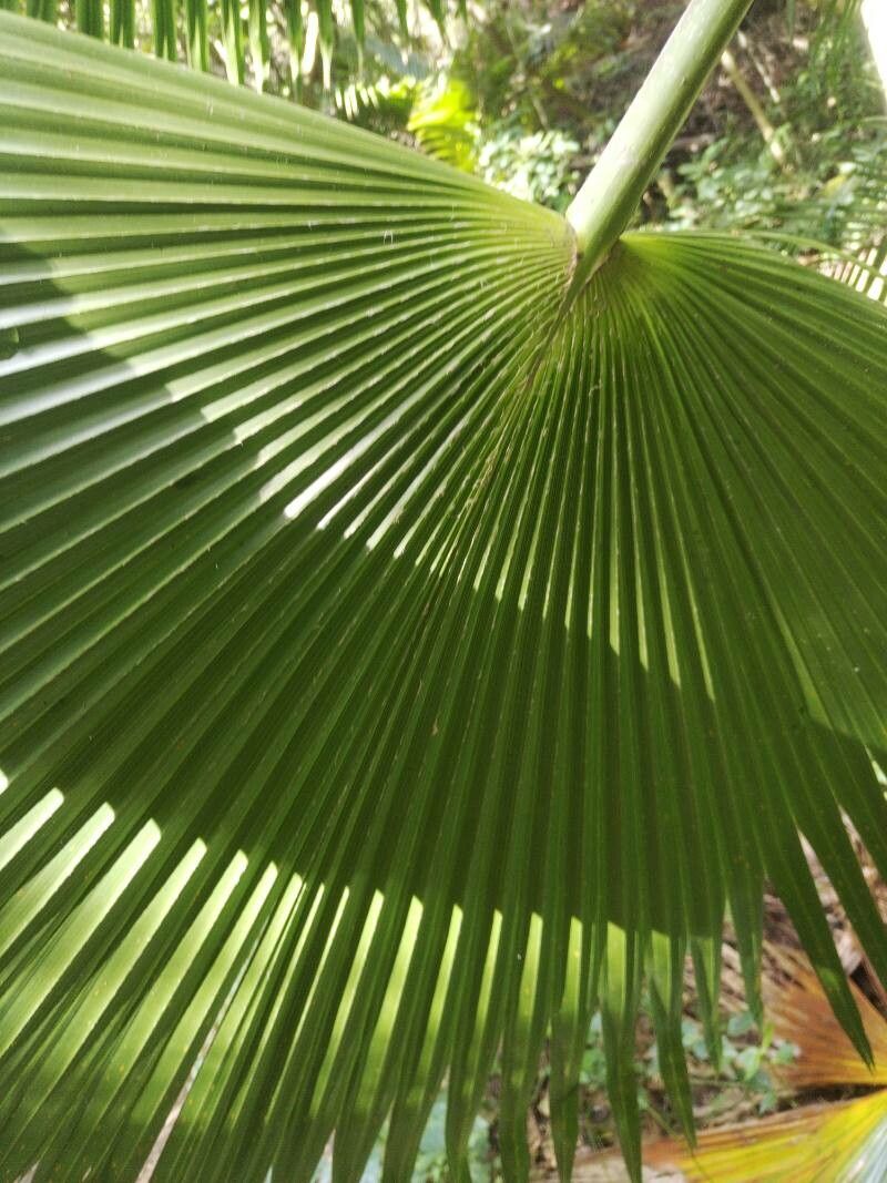 Brahea salvadorensis leaf