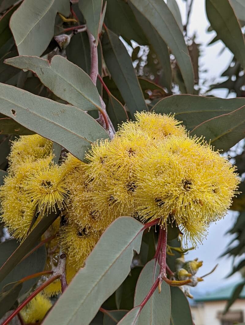 Eucalyptus woodwardii flower