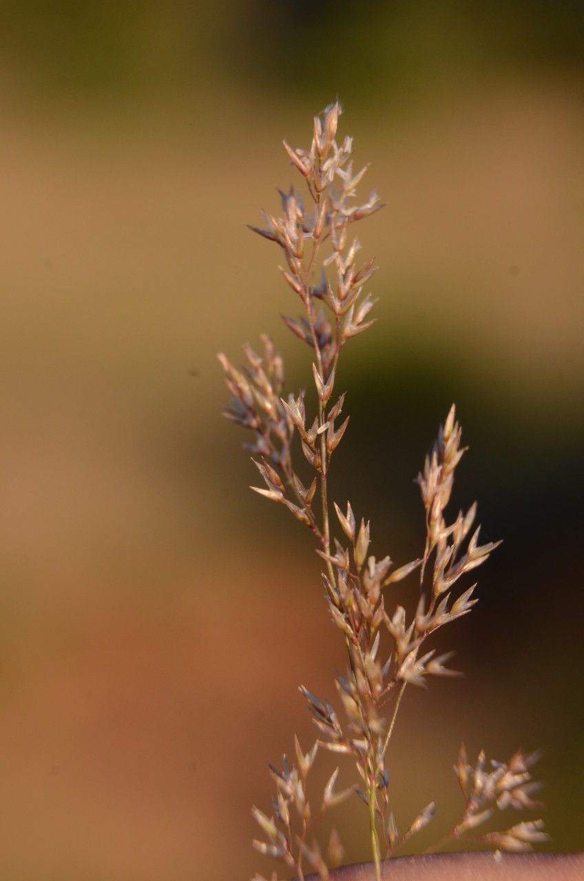 Agrostis canina flower