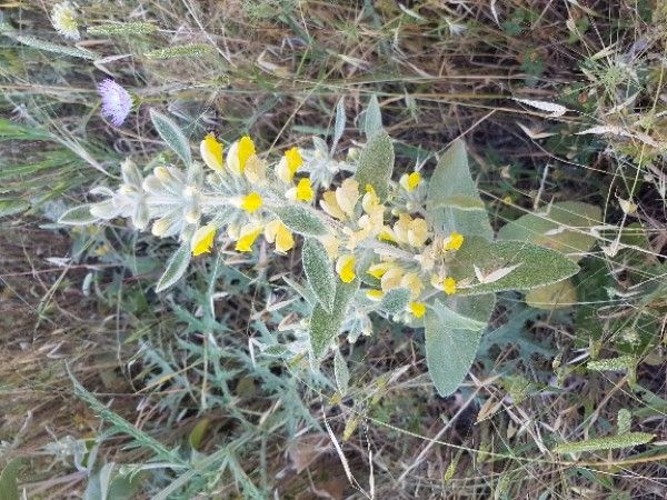 Phlomis kotschyana — search result for 'Phlomis'