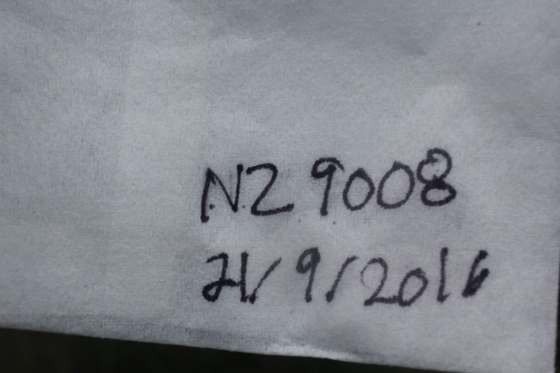 Euploca lagoensis other