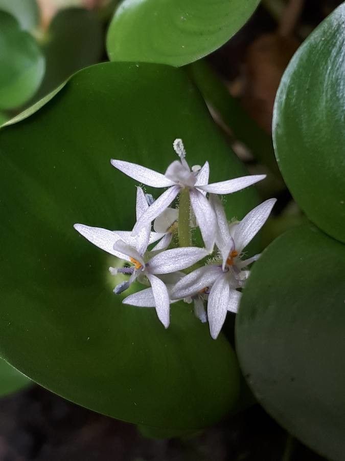 Heteranthera reniformis flower