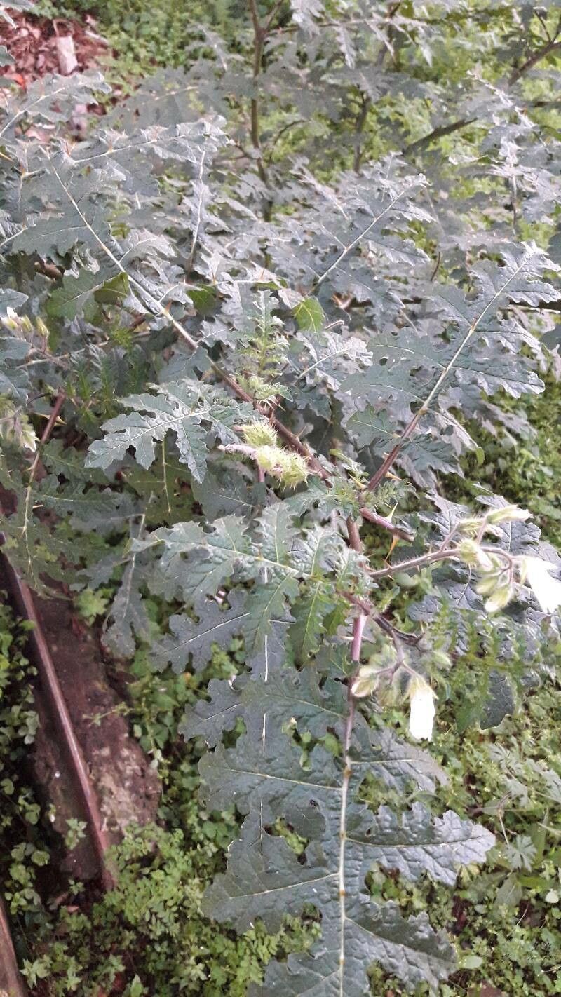 Solanum heterodoxum — search result for 'Bulgaria'