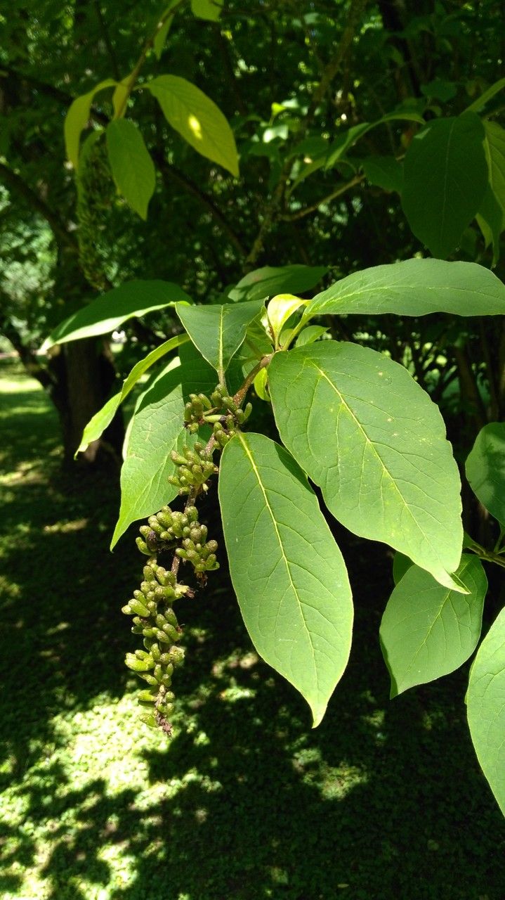 Syringa komarowii leaf