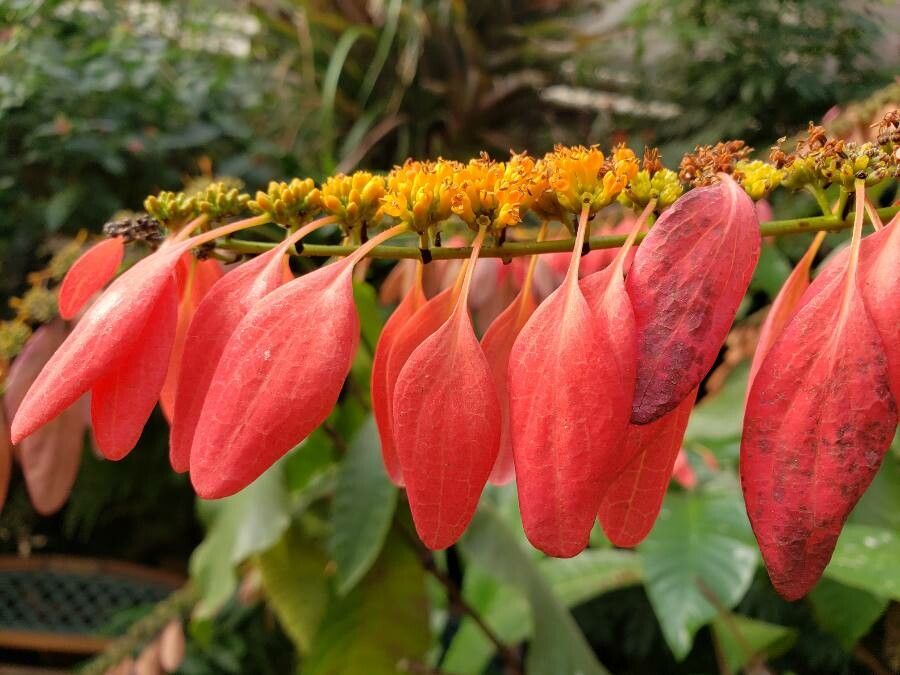 Warszewiczia coccinea fruit