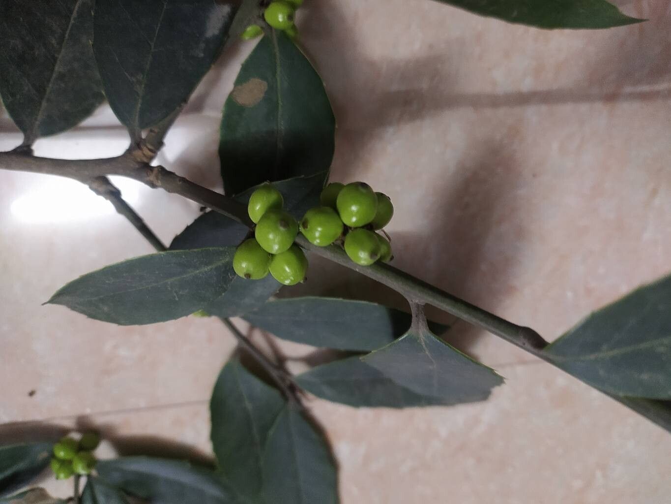Ilex dipyrena fruit