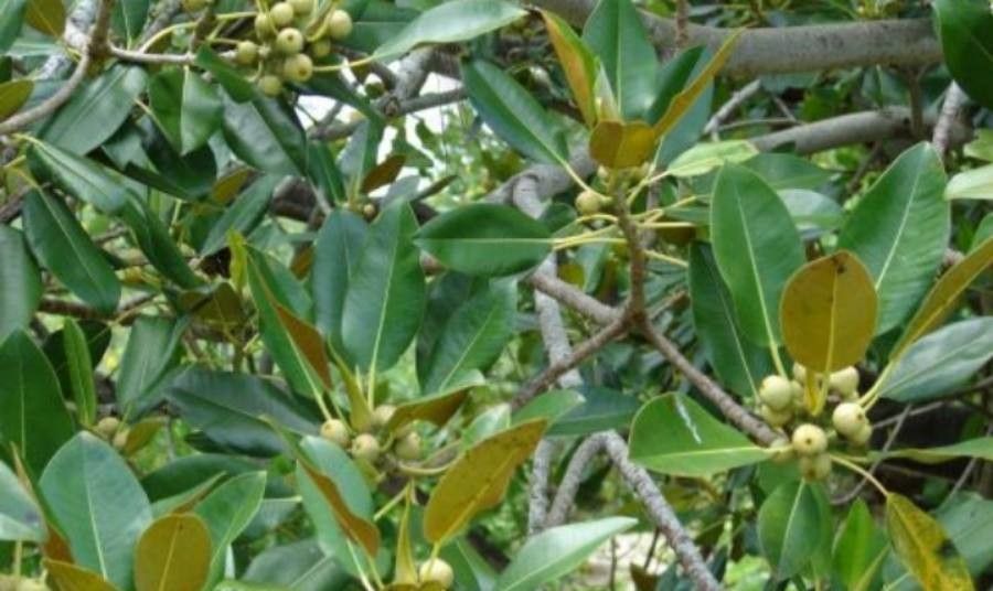 Ficus macrophylla fruit