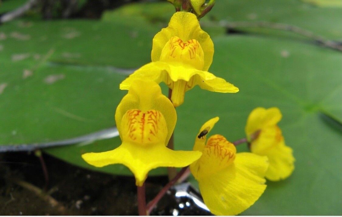Utricularia vulgaris flower