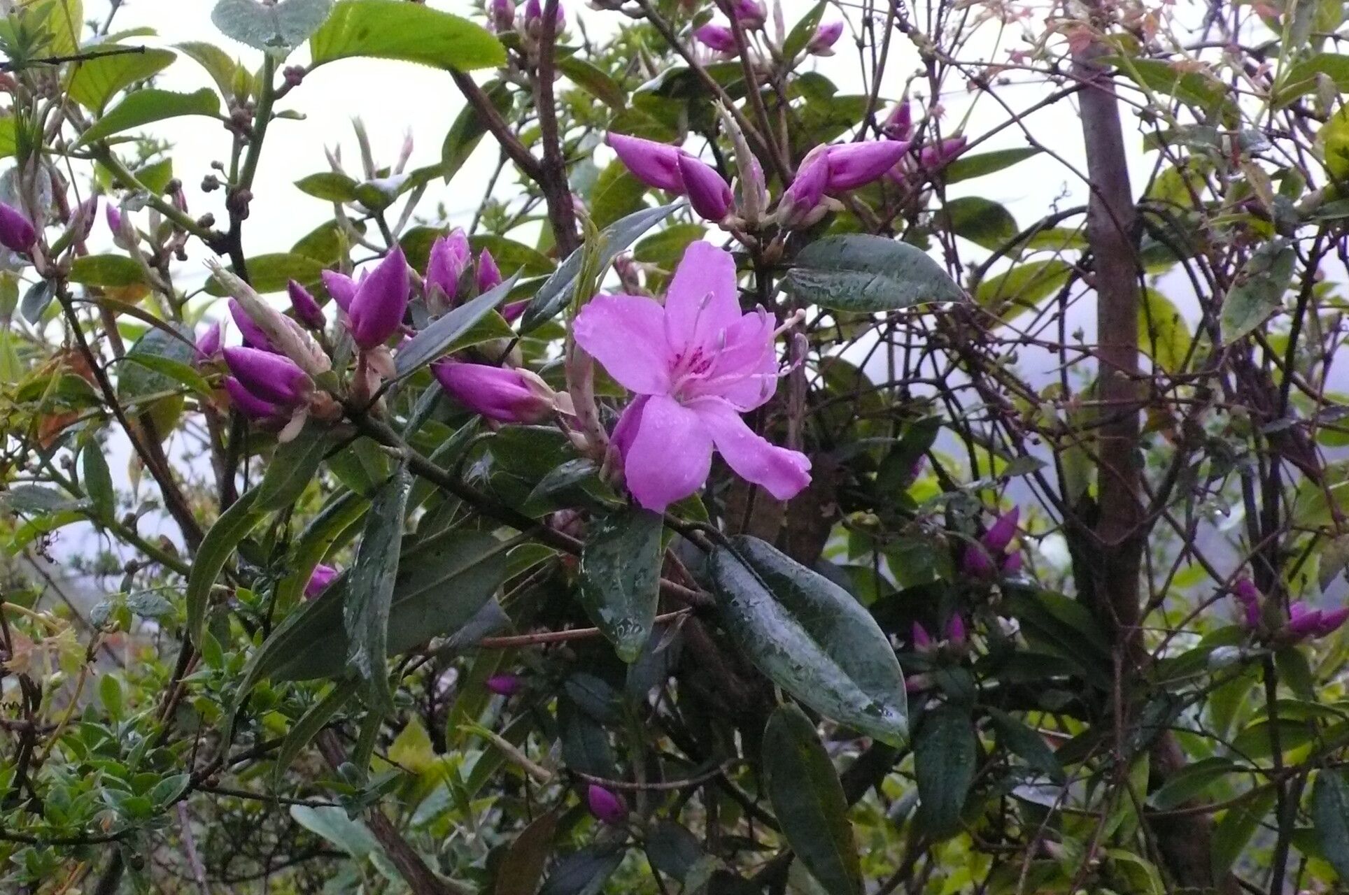 Rhododendron leptothrium flower