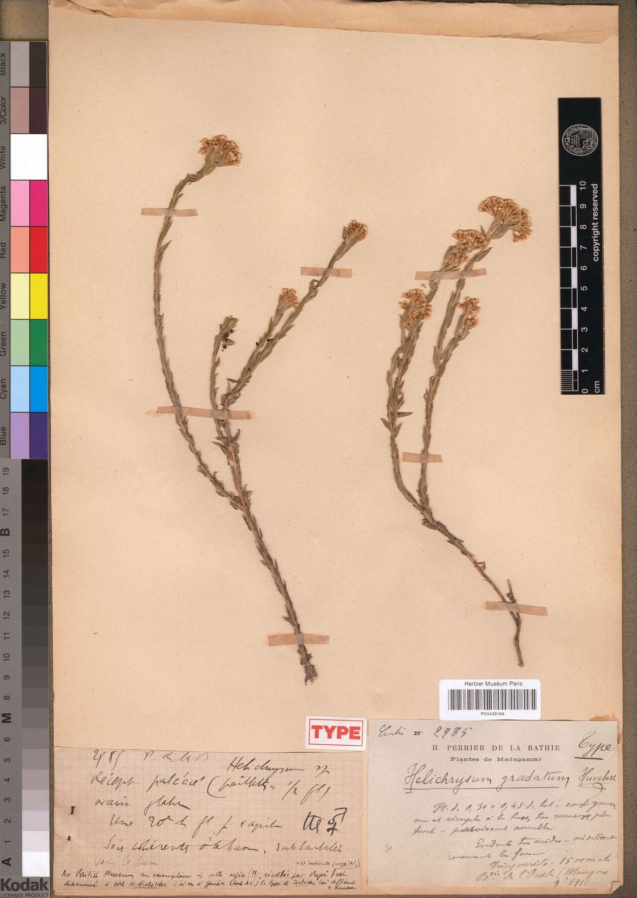 Helichrysum gradatum — houseplant care guide