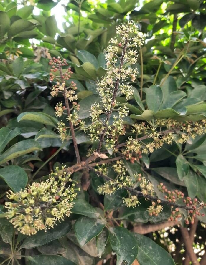 Schefflera heptaphylla flower