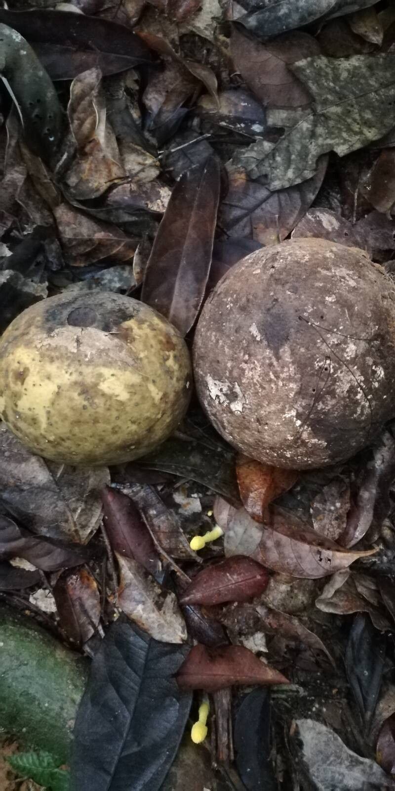 Strychnos phaeotricha — houseplant care guide