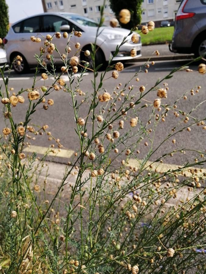 Linum perenne fruit