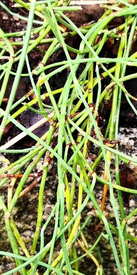Ephedra gerardiana leaf