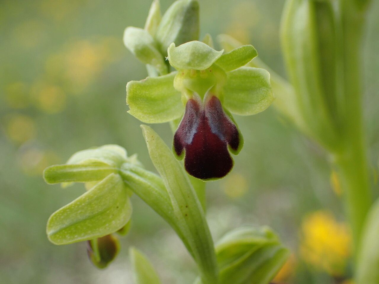 Ophrys sulcata flower
