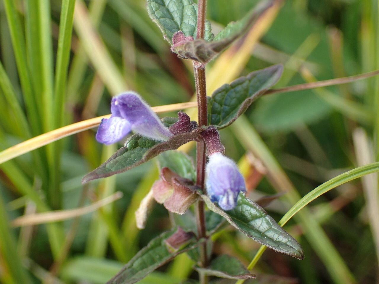 Scutellaria galericulata flower