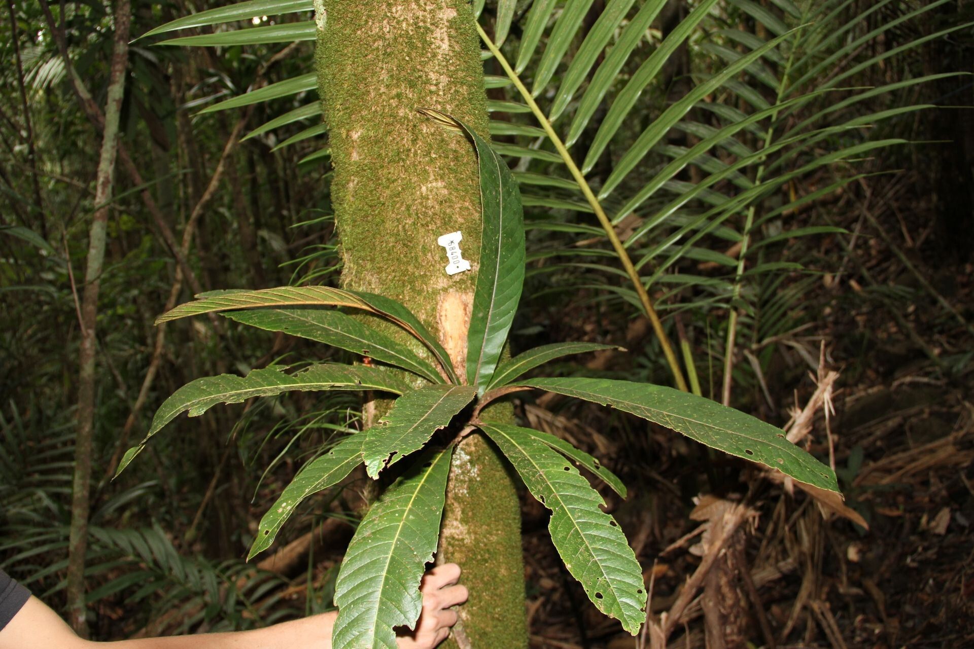 Pycnandra sessilifolia — houseplant care guide