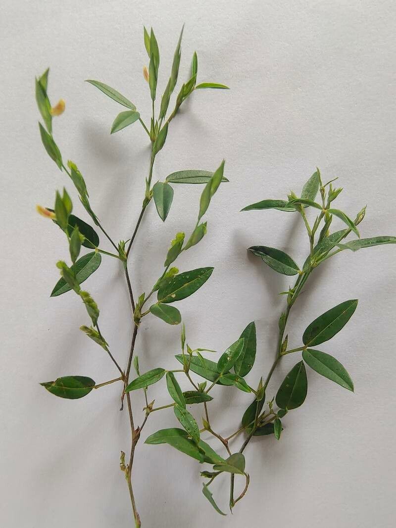 Zornia latifolia leaf