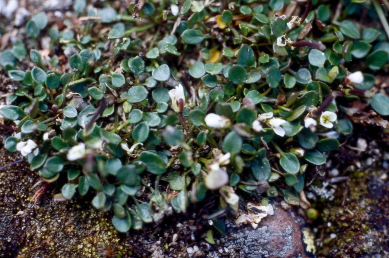 Cardamine bellidifolia leaf
