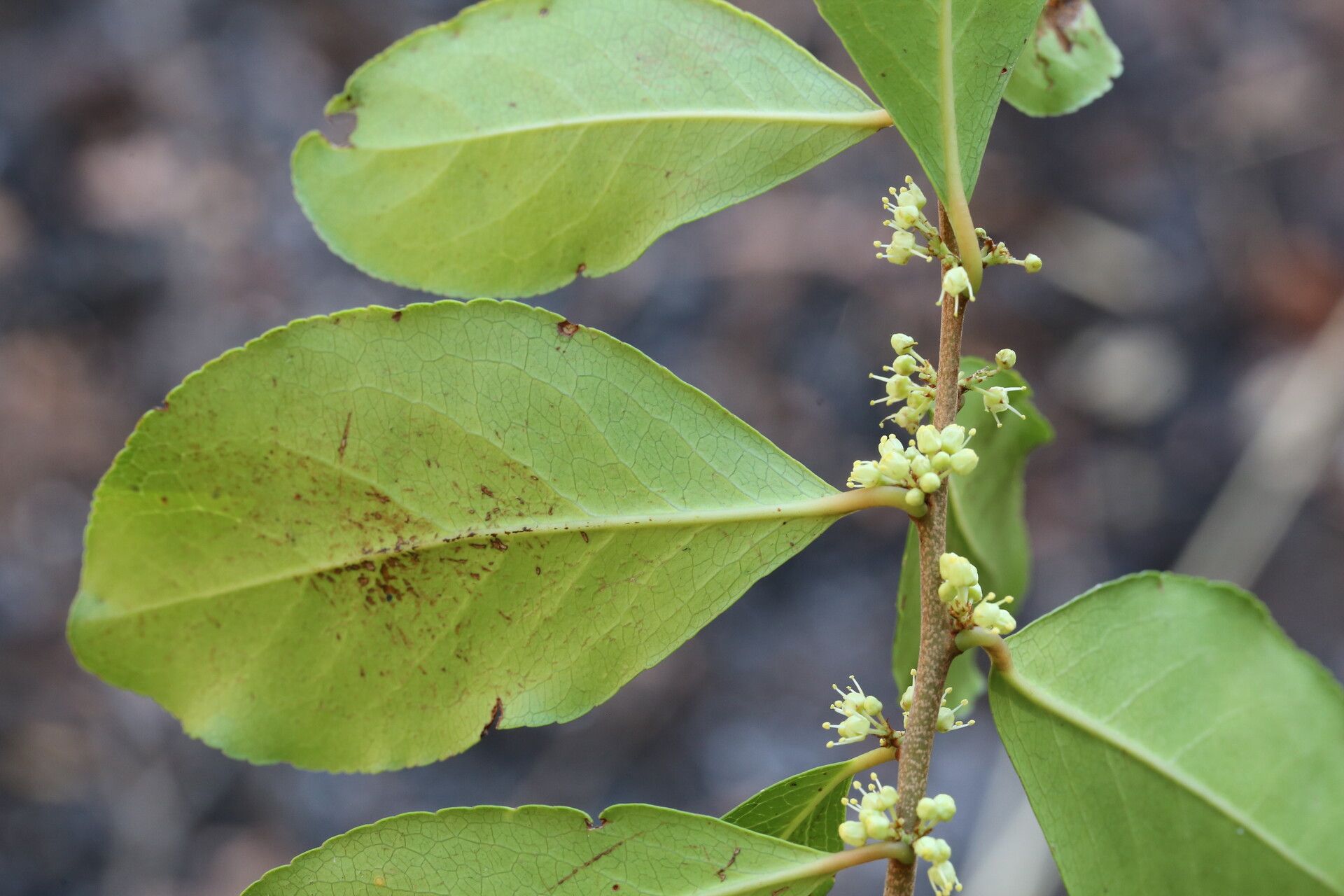 Gymnosporia buchananii leaf