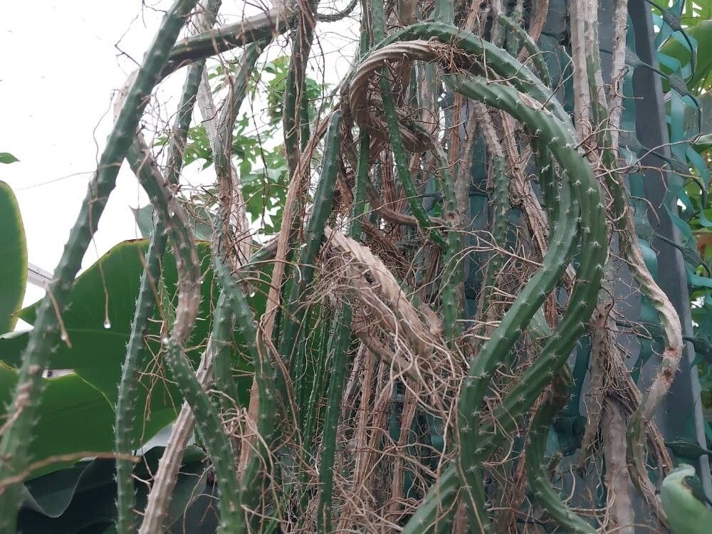 Selenicereus vagans bark