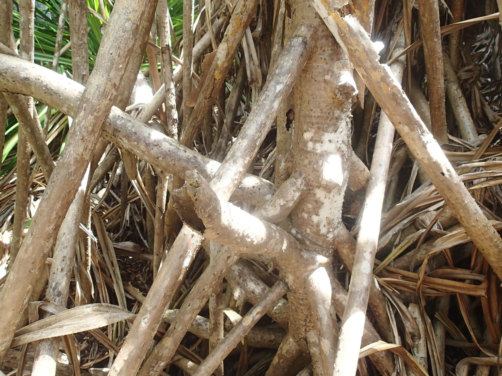Pandanus balfourii bark