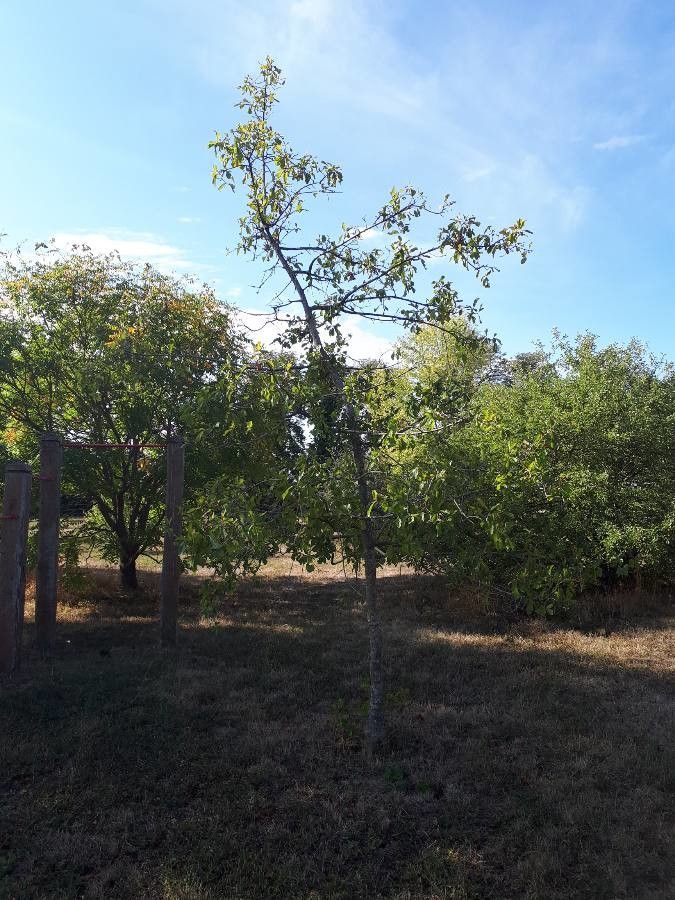 Quercus arkansana habit