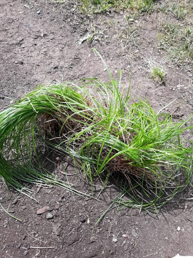 Carex cherokeensis — search result for 'Cyperaceae'
