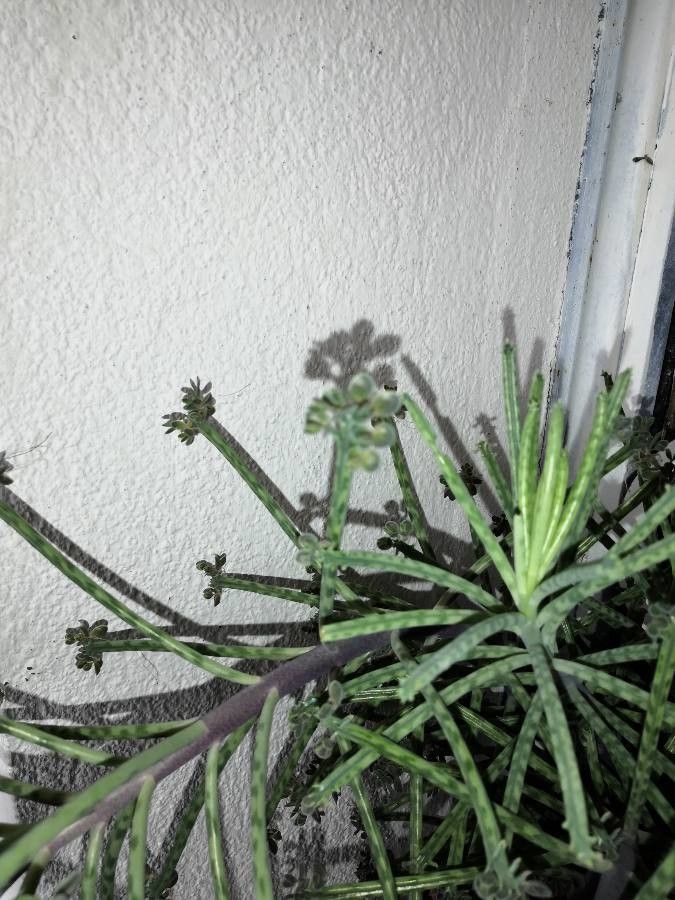 Bryophyllum delagoense fruit