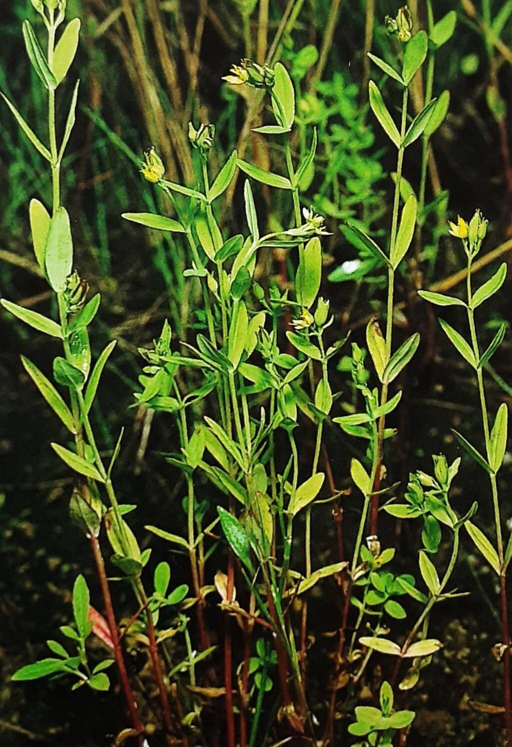Hypericum majus — search result for 'Hypericum'