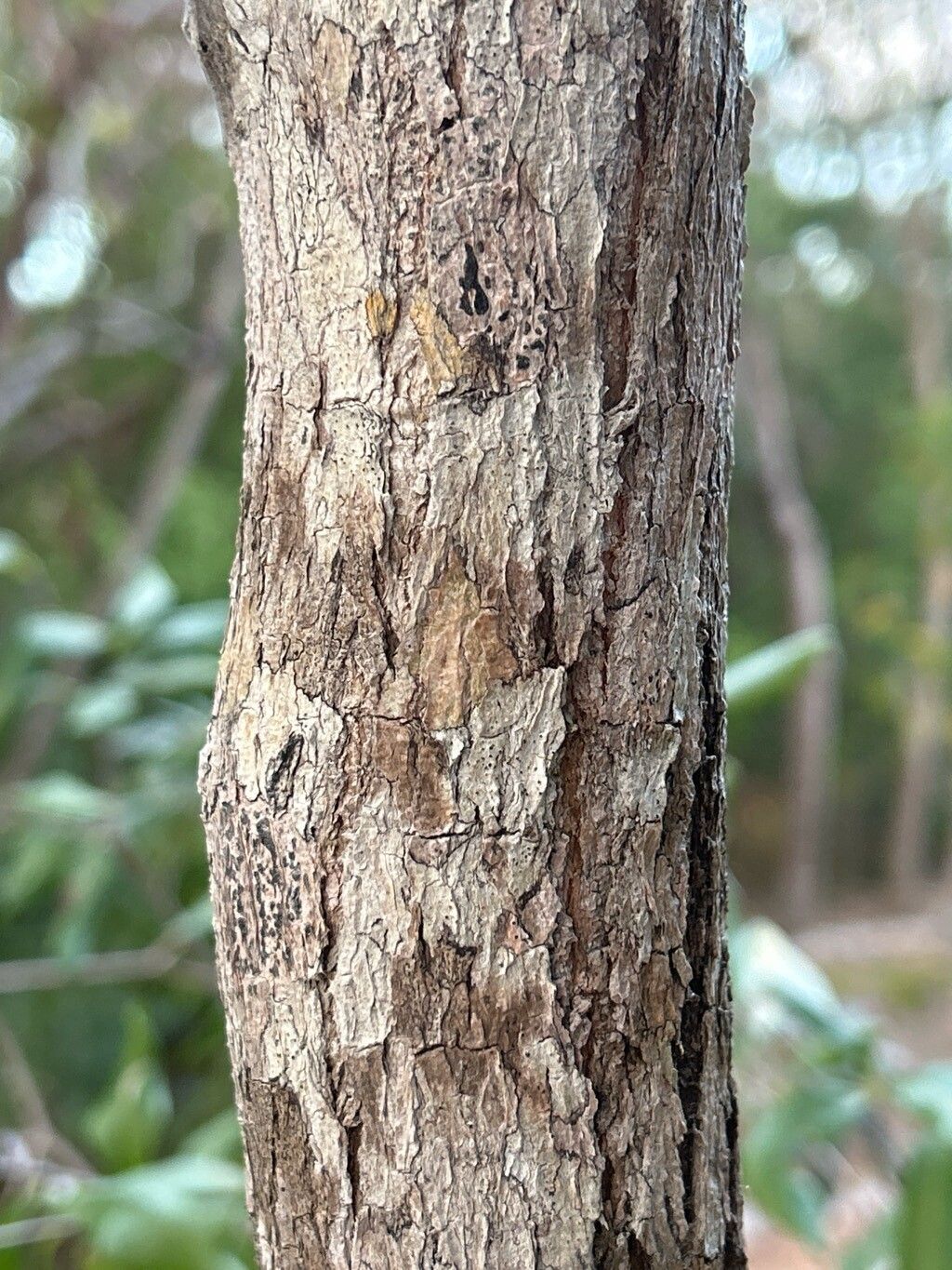 Tabebuia bahamensis bark