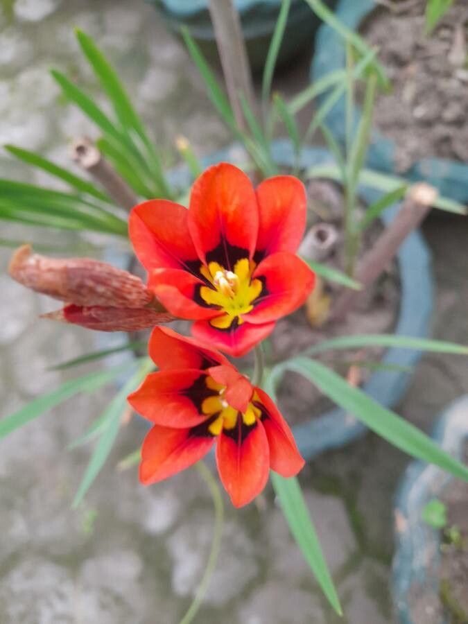 Sparaxis tricolor flower