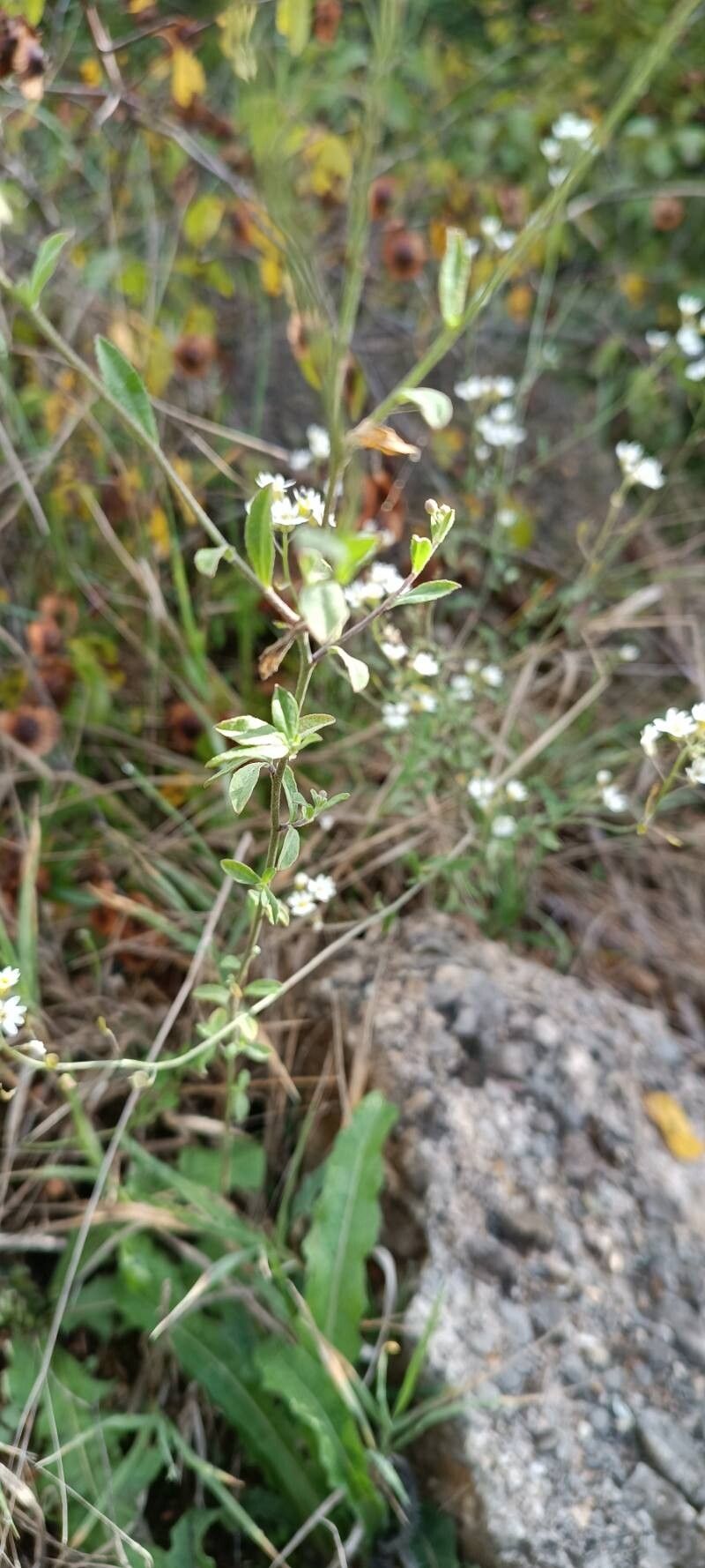 Berteroa mutabilis — related species from the same genus
