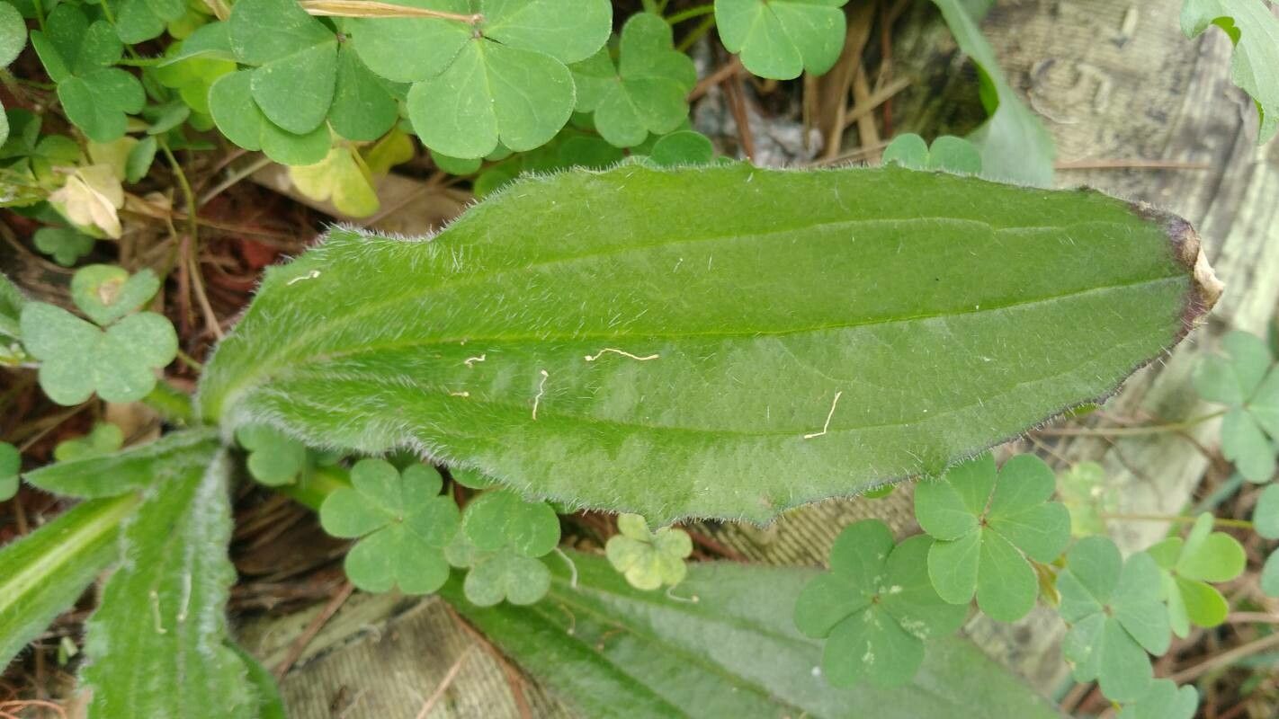 Plantago tomentosa leaf