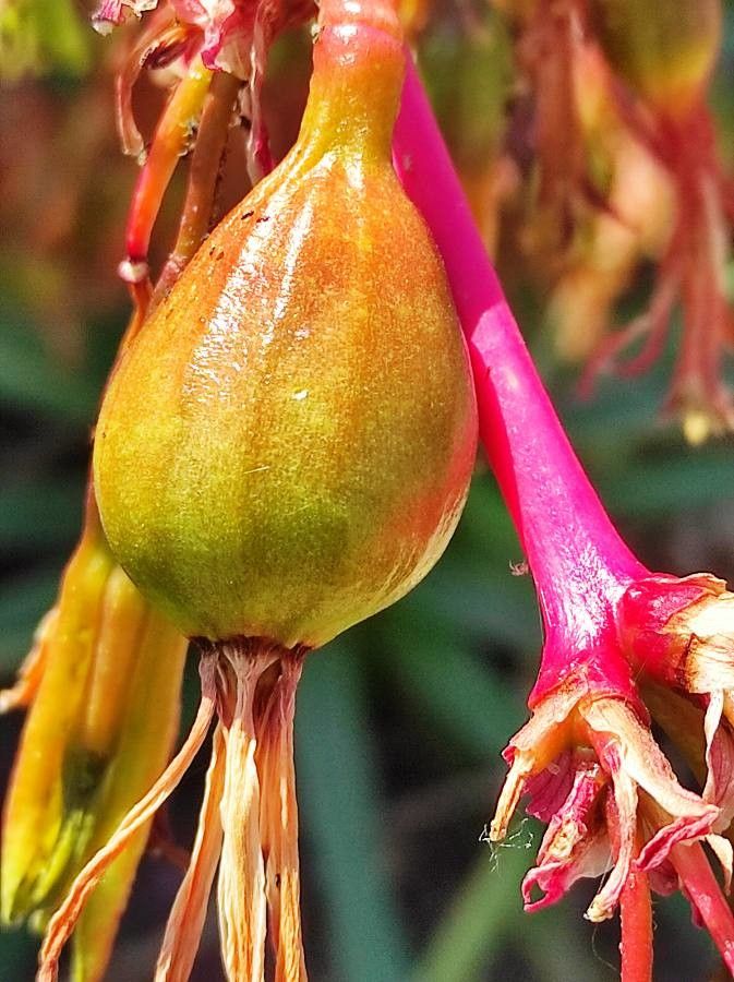 Beschorneria calcicola fruit