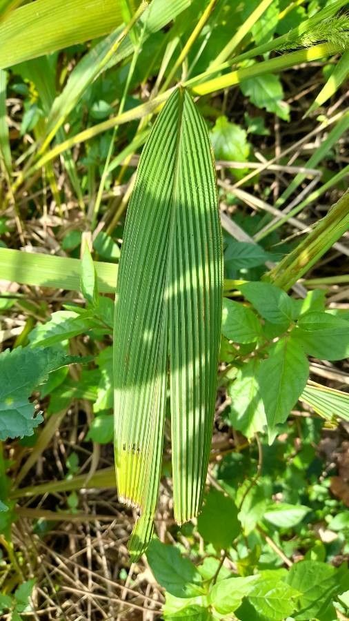 Setaria sulcata — search result for 'Setaria'