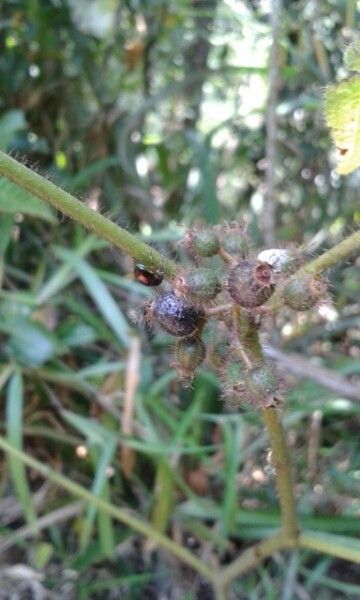 Clidemia hirta fruit