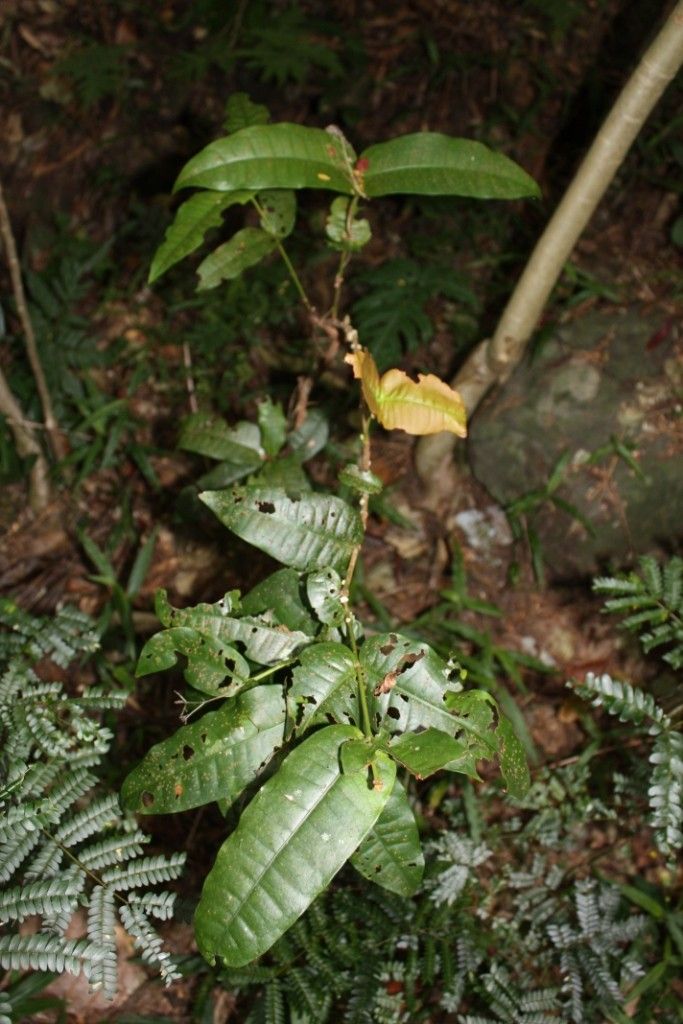 Ixora yaouhensis — houseplant care guide