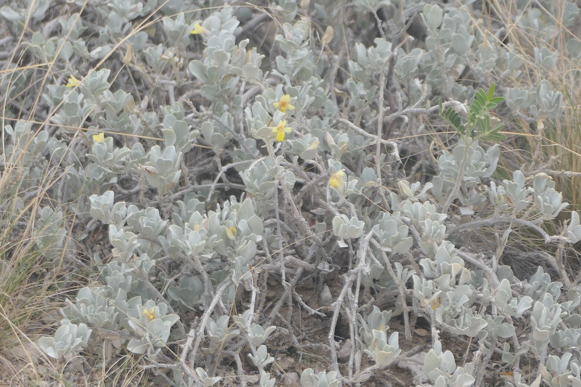 Petalidium englerianum flower
