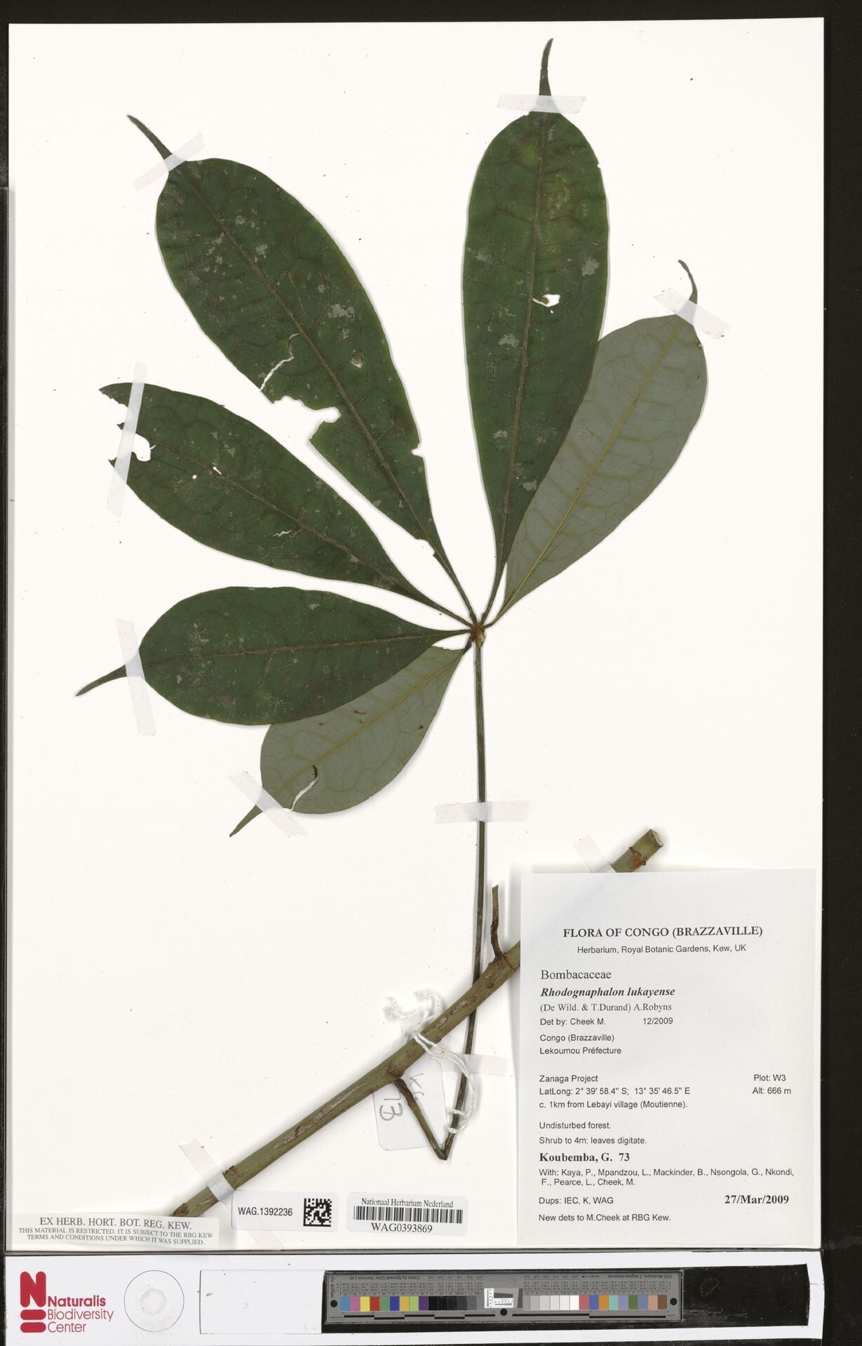 Rhodognaphalon lukayense — related species from the same genus