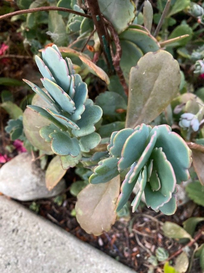 Kalanchoe fedtschenkoi flower