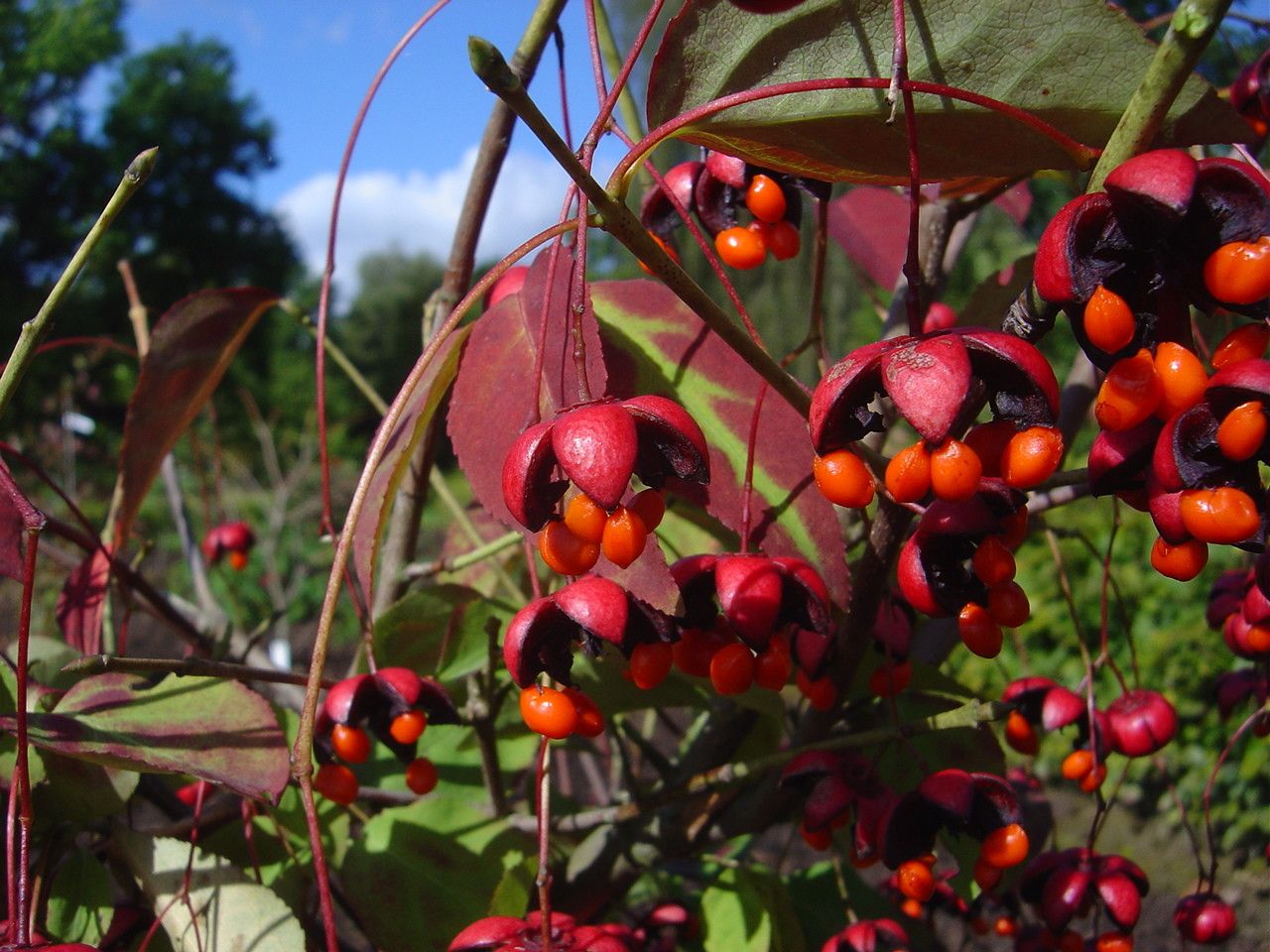 Euonymus oxyphyllus fruit