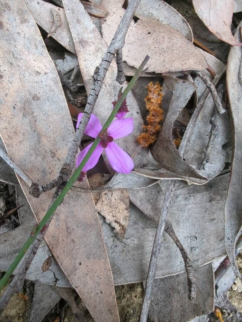 Tetratheca ciliata flower